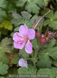 <i>Geranium macrorrhizum</i> &lsquo;Bevans Variety&rsquo;