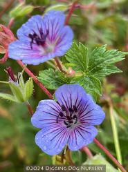 <i>Geranium wallichianum</i> &lsquo;Crystal Lake&rsquo;
