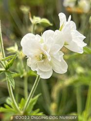 <i>Geranium pratense</i> &lsquo;Laura&rsquo;