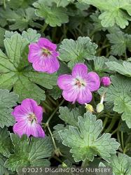 <i>Geranium</i> x <i>riversleaianum</i> &lsquo;Mavis Simpson&rsquo;