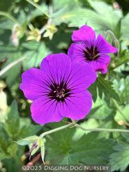 <i>Geranium</i> ‘Patricia’