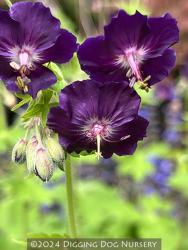 <i>Geranium phaeum</i> &lsquo;Raven&rsquo;