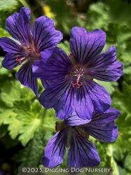 <i>Geranium</i> x <i>magnificum</i> ‘Rosemoor’
