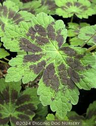 <i>Geranium phaeum</i> &lsquo;Samobor&rsquo;