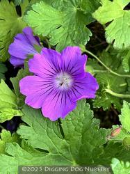 <i>Geranium</i> &lsquo;Sirak&rsquo;