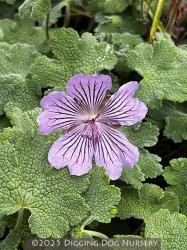 <i>Geranium renardii</i> ‘Tcschelda’