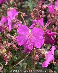 <i>Geranium x cantabrigiense</i> ‘Westray’