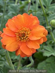 <i>Geum</i> &lsquo;Prinses Juliana&rsquo;