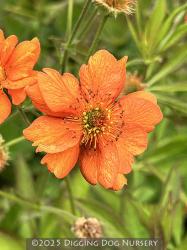 <i>Geum</i> ‘Starkers Magnificum’