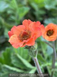 <i>Geum</i> &lsquo;Totally Tangerine&rsquo;