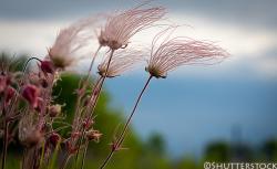 <i>Geum triflorum</i>