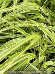 <i>Hakonechloa macra</i> &lsquo;Albo Striata&rsquo;