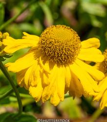 <i>Helenium</i> ‘Butterpat’