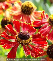 <i>Helenium</i> &lsquo;Potters Wheel&rsquo;