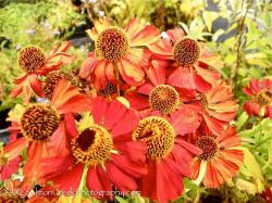 <i>Helenium</i> &lsquo;Rubinzwerg&rsquo;