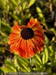 <i>Helenium</i> &lsquo;Sahins Early Flowerer&rsquo;