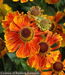 <i>Helenium</i> &lsquo;Waltraut&rsquo;