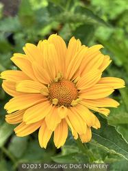 <i>Helianthus</i> &lsquo;Loddon Gold&rsquo;