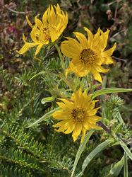 <i>Helianthus maximiliana</i> &lsquo;Santa Fe&rsquo;