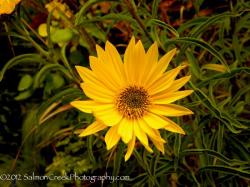 <i>Helianthus</i> &lsquo;Undaunted (Tm) Lemon Max (Dakota Queen)&rsquo;