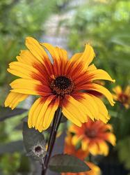 <i>Heliopsis helianthoides</i> &lsquo;Prairie Sunset&rsquo;