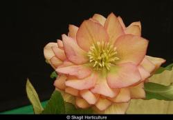 <i>Helleborus</i> x <i>hybridus</i> &lsquo;Amber Gem&rsquo;