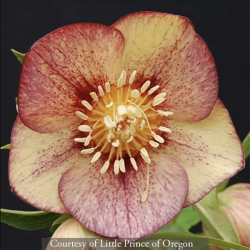 <i>Helleborus</i> x <i>hybridus</i> &lsquo;Apricot Blush&rsquo;