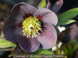 <i>Helleborus</i> x <i>hybridus</i> &lsquo;Blue Diamond&rsquo;