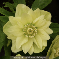 <i>Helleborus</i> x <i>hybridus</i> &lsquo;Golden Lotus&rsquo;