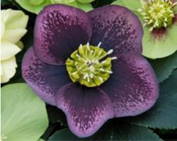 <i>Helleborus</i> ‘Grape Galaxy (Winter Thriller&trade;)’