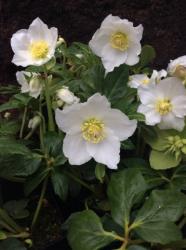 <i>Helleborus niger</i> &lsquo;HGC Joseph Lemper&rsquo;