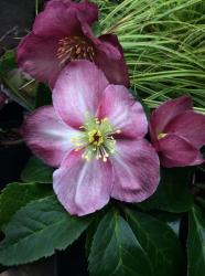 <i>Helleborus</i> x <i>lemonnierae</i> &lsquo;HGC Madame Lemonnier&rsquo;