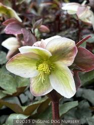 <i>Helleborus</i> x <i>nigersmithii</i> ‘Ivory Prince’