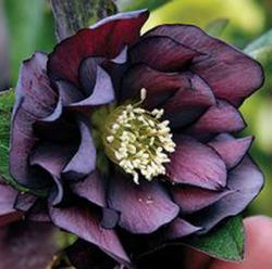 <i>Helleborus</i> x <i>hybridus</i> &lsquo;Onyx Odyssey&rsquo;