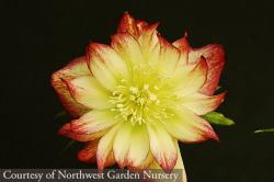 <i>Helleborus</i> x <i>hybridus</i> &lsquo;Sun Flare&rsquo;