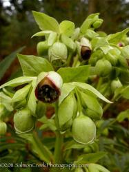 <em>Helleborus foetidus</em>  &lsquo;Wester Flisk&rsquo;