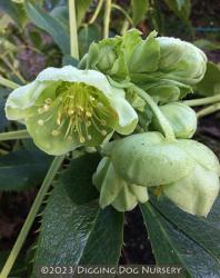 <i>Helleborus argutifolius</i>