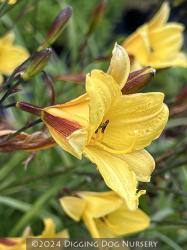 <i>Hemerocallis</i> ‘Corky’