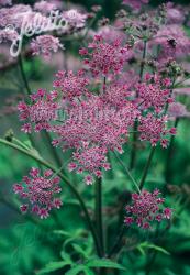 <i>Heracleum sphondylium</i> &lsquo;Pink Cloud&rsquo;