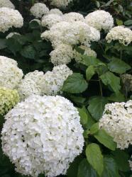 <i>Hydrangea arborescens</i> &lsquo;Annabelle&rsquo;