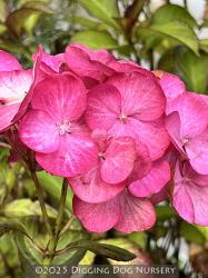 <i>Hydrangea macrophylla</i> &lsquo;Horcos&rsquo;