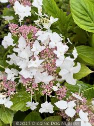 <i>Hydrangea macrophylla</i> ‘Lanarth White’