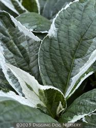 <i>Hydrangea macrophylla</i> &lsquo;Mariesii Variegata&rsquo;