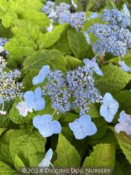 <i>Hydrangea serrata</i> ‘Miranda’