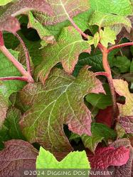 <i>Hydrangea quercifolia</i> &lsquo;Ruby Slippers&rsquo;