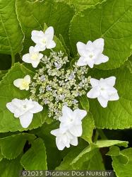 <i>Hydrangea macrophylla</i> &lsquo;Shooting Star&rsquo;