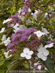 <i>Hydrangea aspera</i>