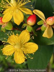 <i>Hypericum inodorum Hypearl�</i> &lsquo;Compact Red&rsquo;