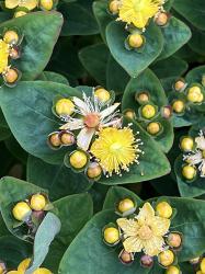 <i>Hypericum inodorum Hypearl�</i> &lsquo;Compact Star&rsquo;