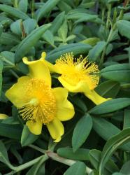 <i>Hypericum frondosum</i> &lsquo;Sunburst&rsquo;